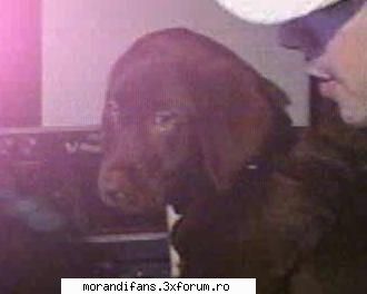 Pics with MaxiMo - ai acum....KIMA!!! draga si scumpa catelusa a lui - � Marius Moga �